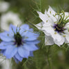 400 Blue & White LOVE IN A MIST Nigella Damascena Fennel Flower Seeds