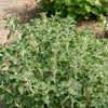 100 White HOREHOUND Marrubium Vulgare Herb Flower Seeds