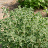 White Horehound Seeds – Marrubium Vulgare Herb Flower – photo 3