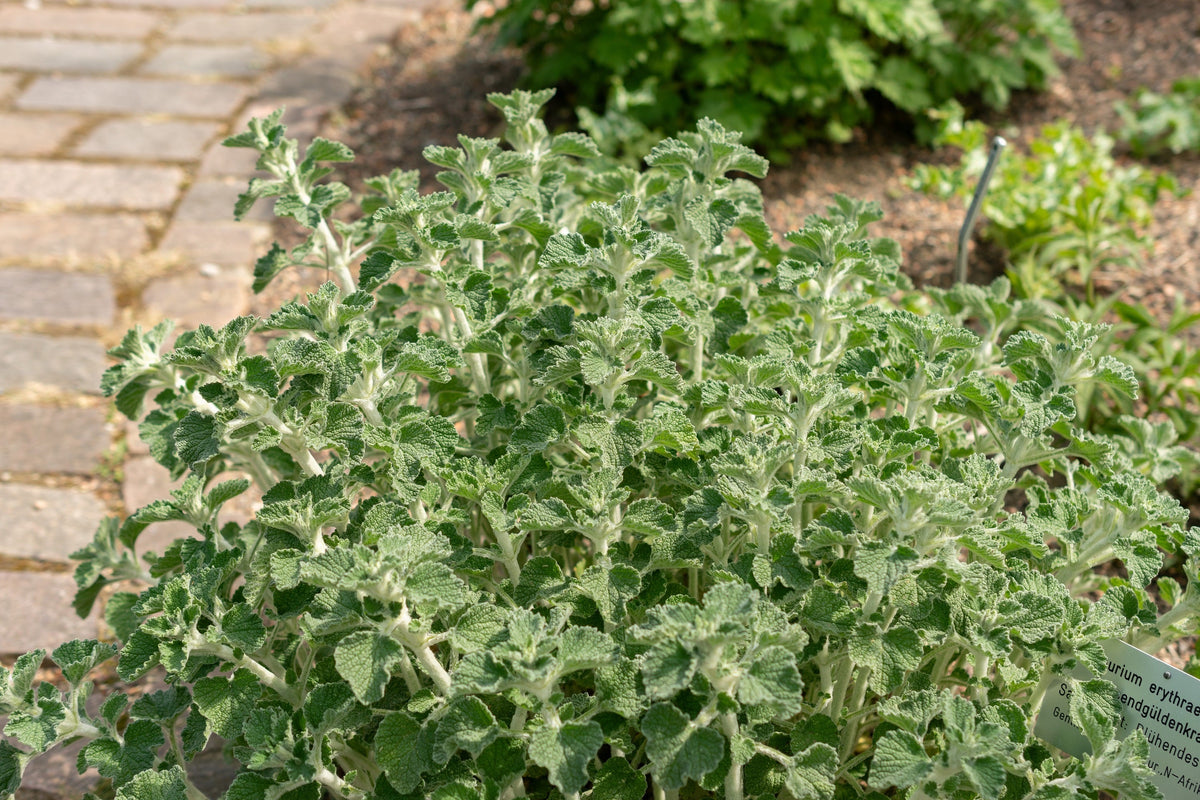 White Horehound Seeds – Marrubium Vulgare Herb Flower – photo 3