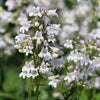 1000 WHITE FOXGLOVE BEARDTONGUE Penstemon Digitalis Flower Seeds