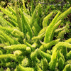 10 EMERALD ASPARAGUS FERN A. Densiflorus Mazeppa Houseplant Flower Seeds