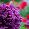 250 PURPLE PEONY POPPY Papaver Paeoniflorum Huge Double Flower Seeds