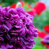 Organic Peony Poppy Mix Seeds – Papaver Paeoniflorum Mixed Colors Red, White, Pink, Black, Purple, Salmon – photo 8