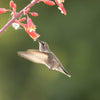 25 RED YUCCA Hesperaloe Parviflora aka Hummingbird, Coral, & Texas Yucca Flower Seeds