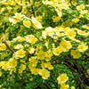 Golden Yellow Father Hugo Rose Seeds – Rosa Hugonis Flower Bush Shrub