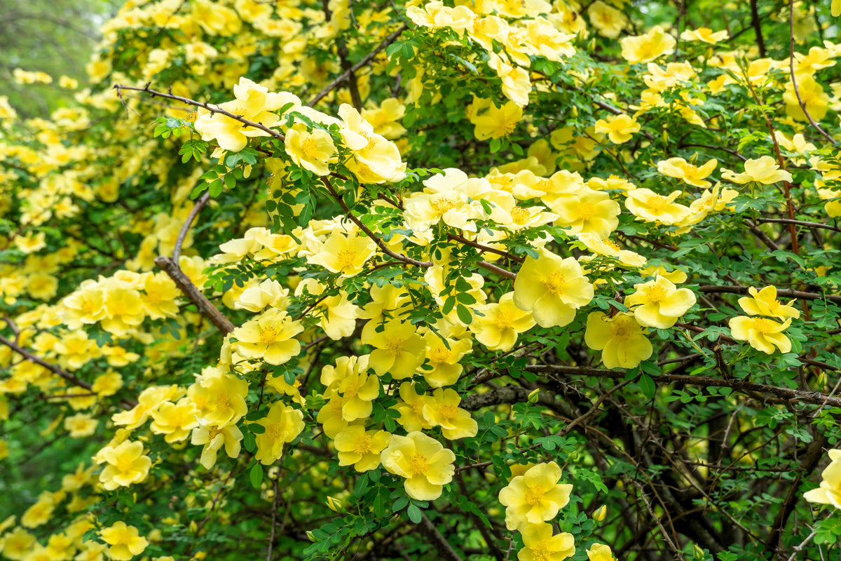 Golden Yellow Father Hugo Rose Seeds – Rosa Hugonis Flower Bush Shrub