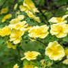 Golden Yellow Father Hugo Rose Seeds – Rosa Hugonis Flower Bush Shrub – photo 2