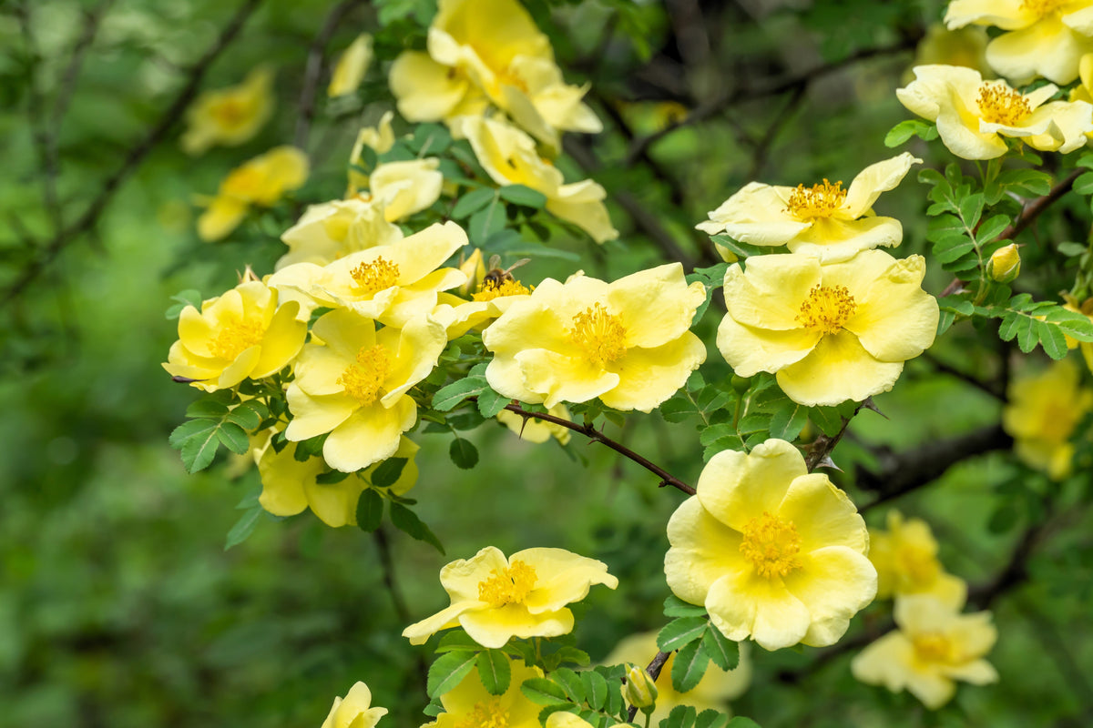 Golden Yellow Father Hugo Rose Seeds – Rosa Hugonis Flower Bush Shrub – photo 2