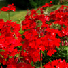 50 SCARLET VERBENA Red Nana Compacta Fragrant Flower Seeds