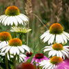 50 WHITE CONEFLOWER Echinacea Purpurea Flower Seeds