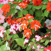 10 DWARF RED STAR IMPATIENS Walleriana Red & White Shade Flower Seeds