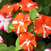 10 DWARF RED STAR IMPATIENS Walleriana Red & White Shade Flower Seeds