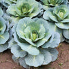 500 DANISH BALLHEAD CABBAGE Brassica Oleracea Capitata Vegetable Seeds