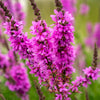 1000 PINK WINGED LOOSESTRIFE Lythrum Alatum Flower Seeds
