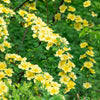 Golden Yellow Father Hugo Rose Seeds – Rosa Hugonis Flower Bush Shrub – photo 3