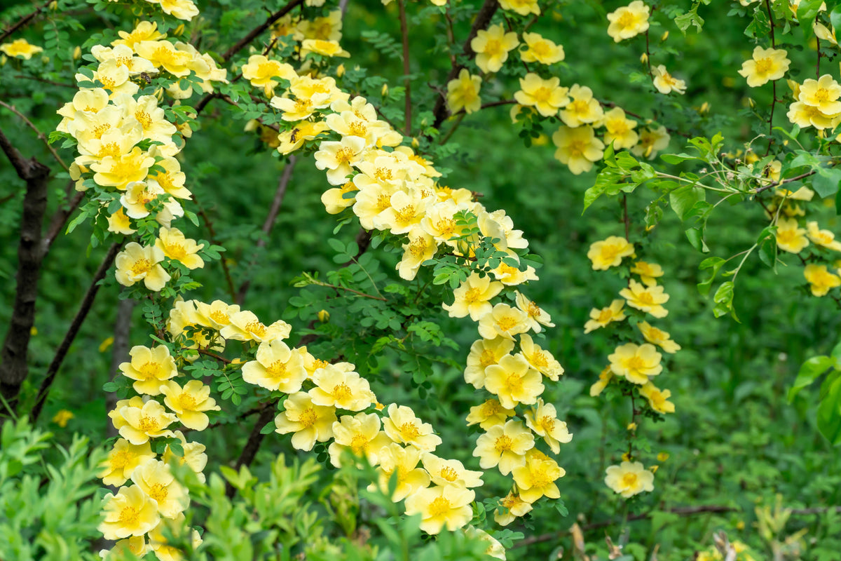 Golden Yellow Father Hugo Rose Seeds – Rosa Hugonis Flower Bush Shrub – photo 3