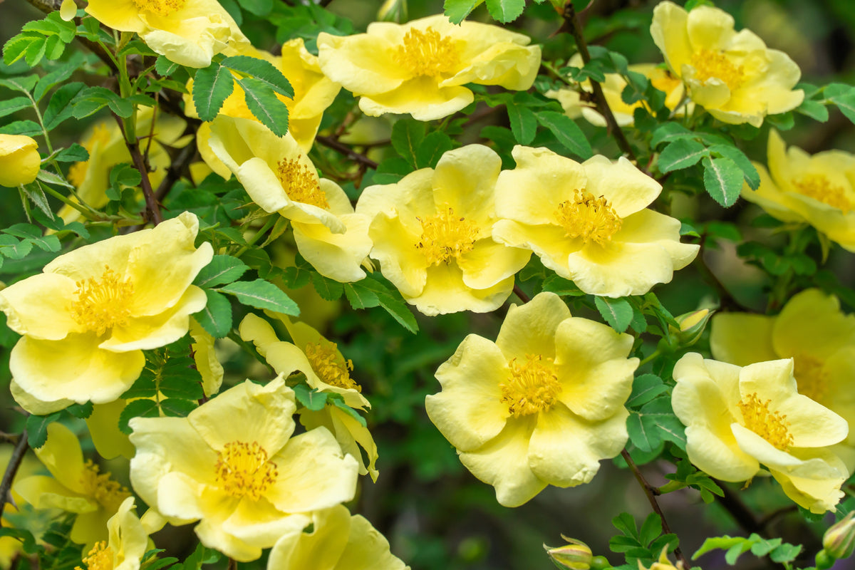 Golden Yellow Father Hugo Rose Seeds – Rosa Hugonis Flower Bush Shrub – photo 4