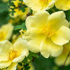 Golden Yellow Father Hugo Rose Seeds – Rosa Hugonis Flower Bush Shrub – photo 5