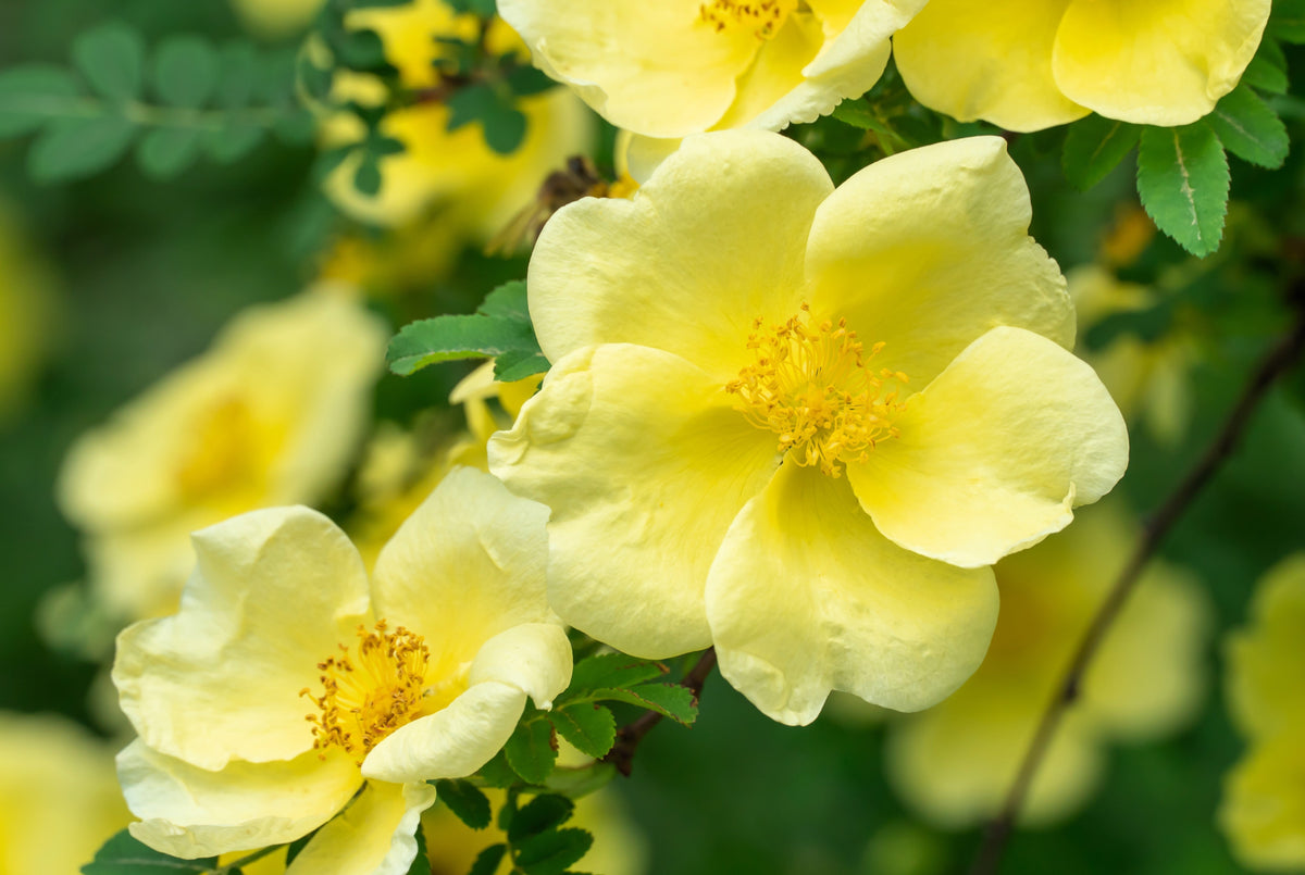 Golden Yellow Father Hugo Rose Seeds – Rosa Hugonis Flower Bush Shrub – photo 5