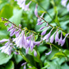 10 HOSTA ELEGANS Shade Lover Flower Seeds