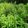 250 Green Tulsi HOLY BASIL Ocimum Sanctum Tenuiflorum Herb Flower Seeds