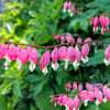 10 BLEEDING HEART - PINK Old Fashioned Dicentra Formosa Shade Flower Seeds