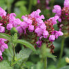 50 PAGODA MIX PRUNELLA Grandiflora Bigflower Selfheal Blue Pink etc Flower Seeds