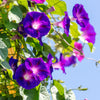 100 PURPLE MORNING GLORY Ipomoea Nil Flower Vine Seeds