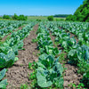 Charleston Wakefield Cabbage Seeds – Heirloom Cone Brassica Oleracea Vegetable – photo 6