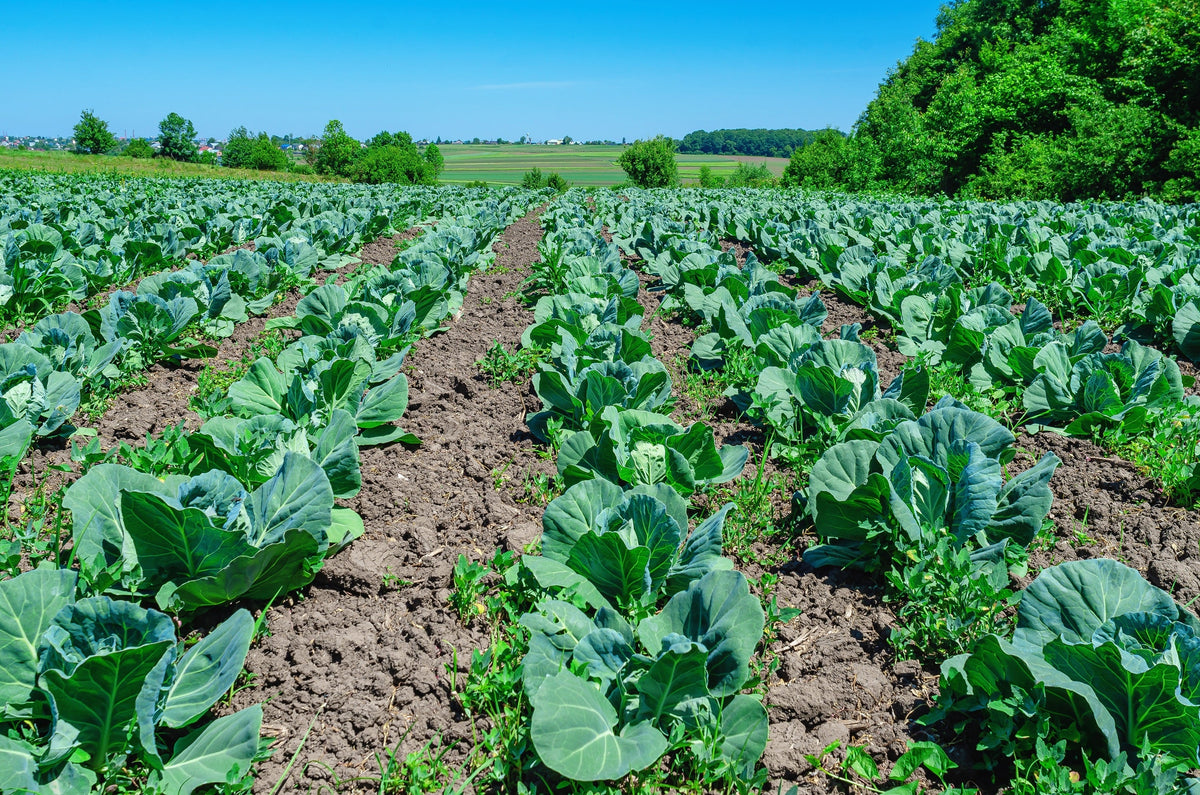 Charleston Wakefield Cabbage Seeds – Heirloom Cone Brassica Oleracea Vegetable – photo 6