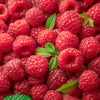 Red Raspberry Seeds – Rubus Idaeus Fruit Bush Vine