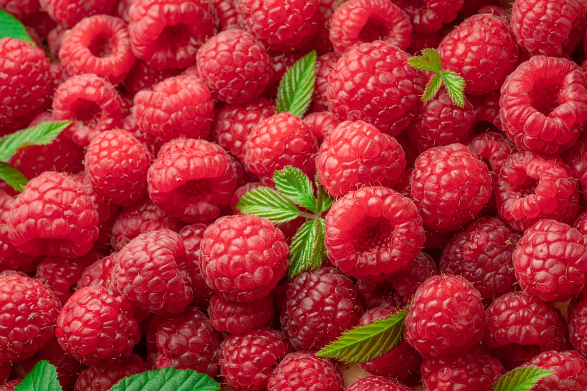 Red Raspberry Seeds – Rubus Idaeus Fruit Bush Vine