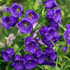 200 Blue CANTERBURY BELLS - CAMPANULA Medium Flower Seeds