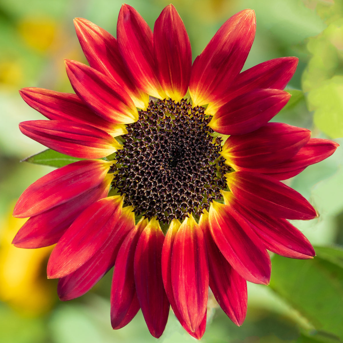 Orange Evening Colors Sunflower Seeds – Helianthus Annuus Flower – photo 11