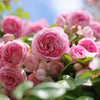 5 PINK CLIMBING ROSE Rosa Bush Vine Climber Fragrant Butterfly Flower Seeds