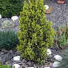 60 Organic Seeds COMMON JUNIPER (20 Berries) Juniperus Communis Tree Shrub Evergreen Conifer Blue Berry Yellow Flower aka Gin Berry Pine