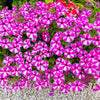 Star Mix Petunia Seeds – Mixed Colors Petunia Violacea Flower Seeds Red Blue Purple – photo 17