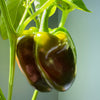 Chocolate Beauty Bell Pepper Sweet Brown Capsicum Annuum Vegetable Seeds – photo 2