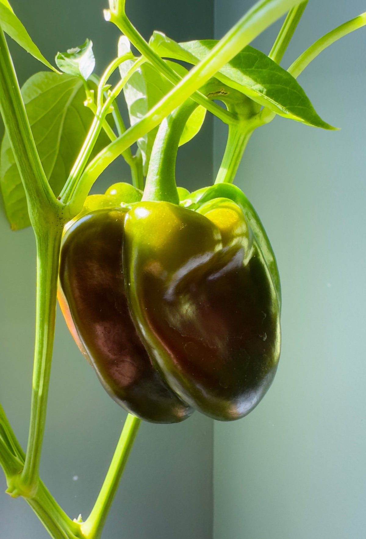 Chocolate Beauty Bell Pepper Sweet Brown Capsicum Annuum Vegetable Seeds – photo 2