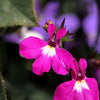 Magenta Pink Lobelia Seeds – Regatta Lobelia Erinus Flower – photo 3