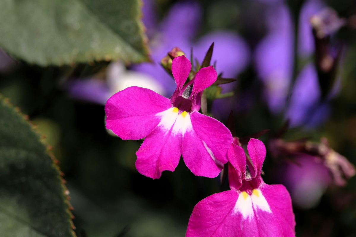 Magenta Pink Lobelia Seeds – Regatta Lobelia Erinus Flower – photo 3
