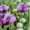 1000 PEPPERBOX POPPY MIX Papaver Somniferum Mixed Colors Red Violet Flower Seeds