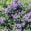 50 PERSIAN CATMINT Mussins Nepeta Racemosa Flower Seeds