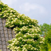 50 CLIMBING HYDRANGEA Anomala Petiolaris Vine Flower Seeds