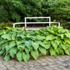 10 HOSTA ELEGANS Shade Lover Flower Seeds