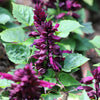 20 BRIGHT PURPLE SALVIA Splendens Scarlet Sage Flower Seeds
