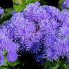 Dwarf Blue Mink Ageratum Seeds – Houstonianum Fuzzy Double West Indies Flower – photo 4