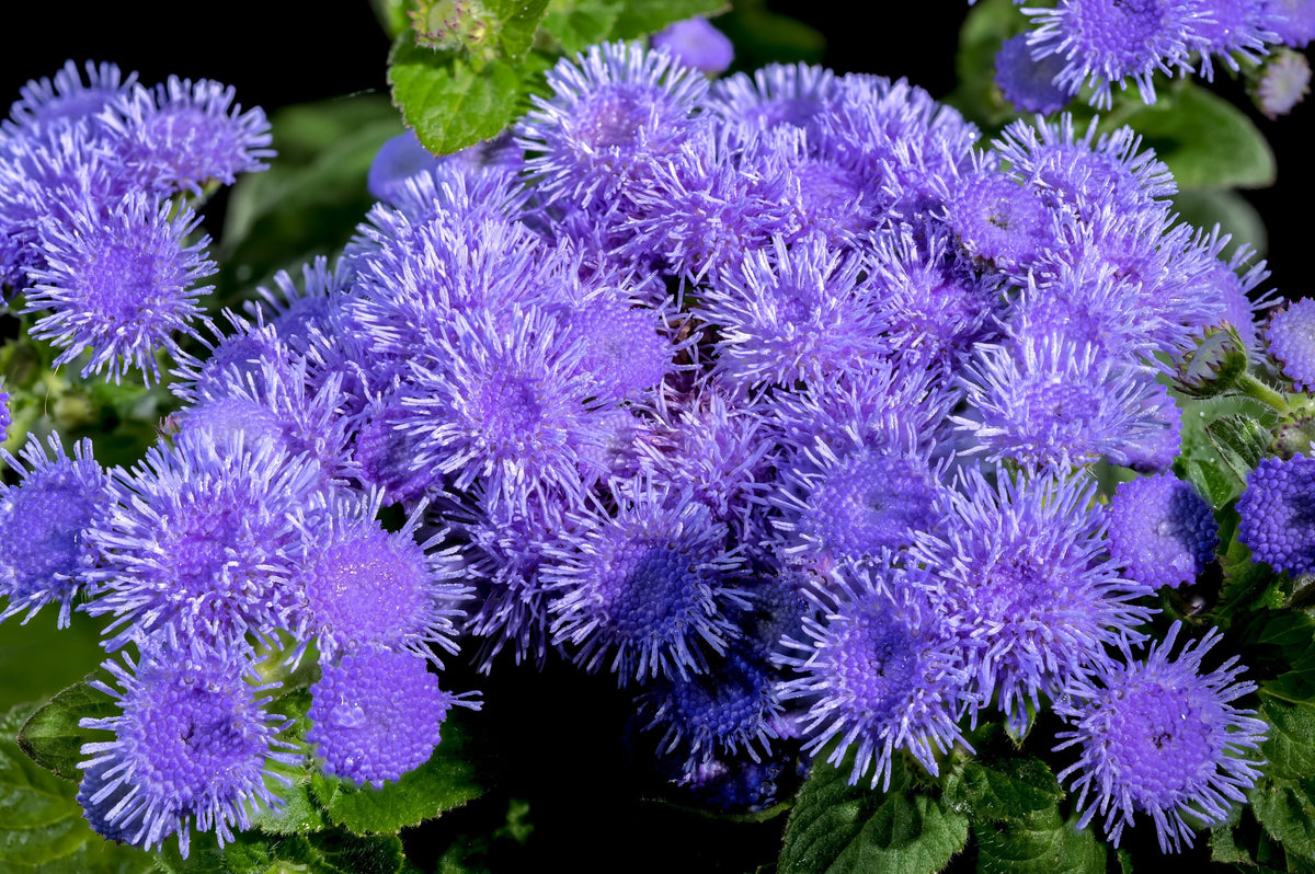 Dwarf Blue Mink Ageratum Seeds – Houstonianum Fuzzy Double West Indies Flower – photo 4