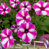 Star Mix Petunia Seeds – Mixed Colors Petunia Violacea Flower Seeds Red Blue Purple – photo 14